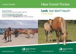 FC New Forest Ponies