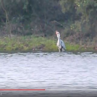 SRCMBC - Heron eats large Carp