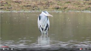 The Setley Pond Heron