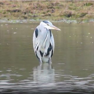 SRCMBC Setley Pond Heron