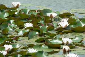 Water lilies (June 2006)