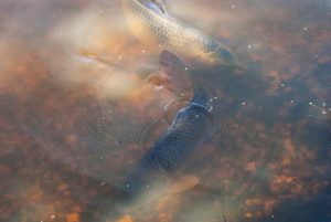 DSC02663 © Peter Taylor 2011