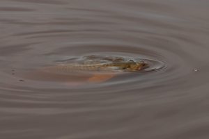 DSC02666 © Peter Taylor 2011