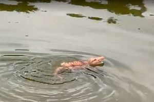Crocodile!
